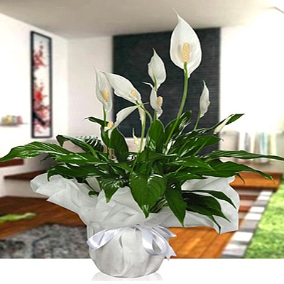 spatifilyum(bar iei)