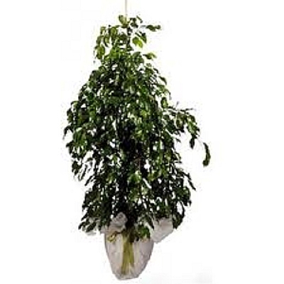 Benjamin salon bitkisi