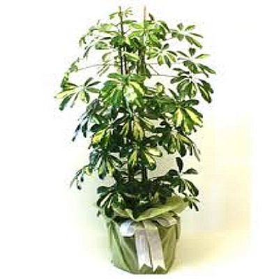 ikili eheflera salon bitkisi